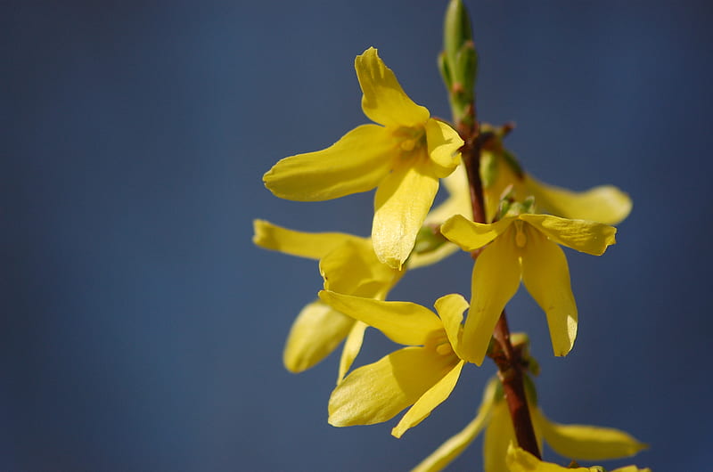 Forsythia, yellow, spring, bush, HD wallpaper