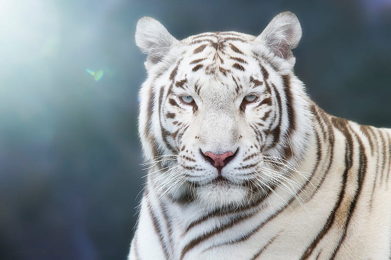 White tiger, fantasy, butterfly, tigru, tiger, white, animal, blue, HD wallpaper