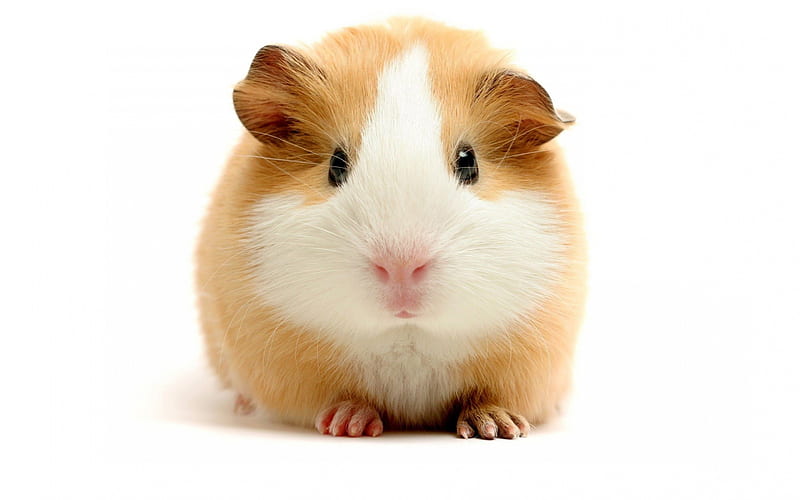 Guinea Pig, Pig, hamster, Guinea, animal, HD wallpaper | Peakpx