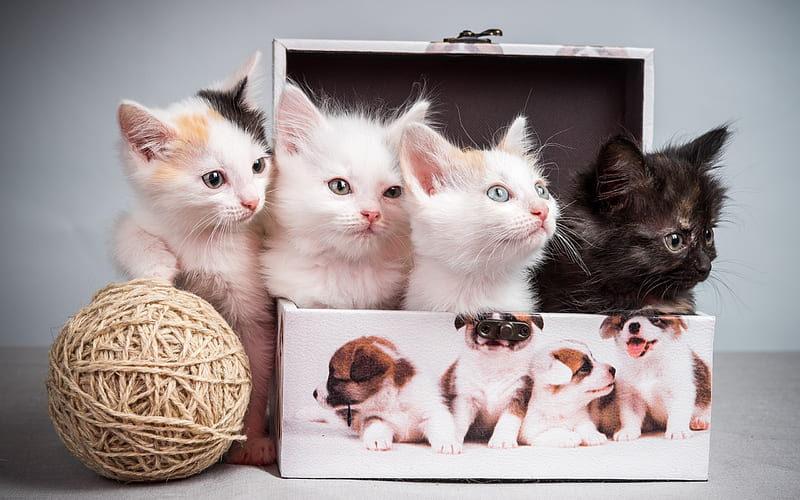 small kittens, quartet, cats, cute animals, black kitten, HD wallpaper