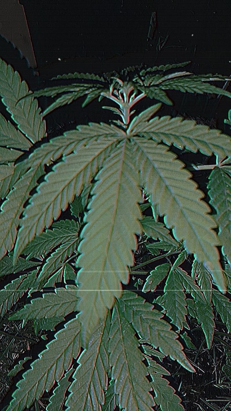 Yerbalove, abstracto, cannabis, droga, espiritual, juana, leaves, marihuana, universe, HD phone wallpaper