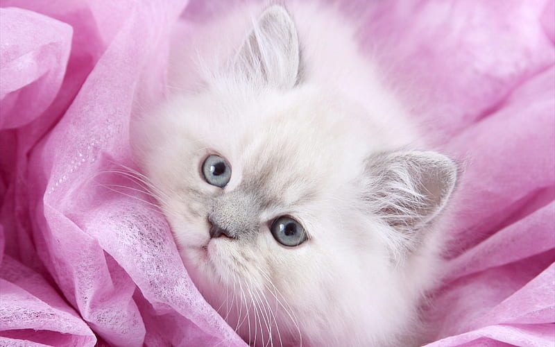 Persian Cat, kitten, close-up, white cat, cats, funny cat, domestic cats, pets, white Persian Cat, white kitten, Persian, HD wallpaper
