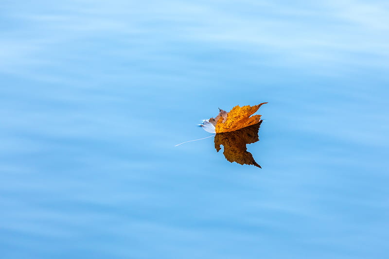 maple, leaf, water, autumn, HD wallpaper