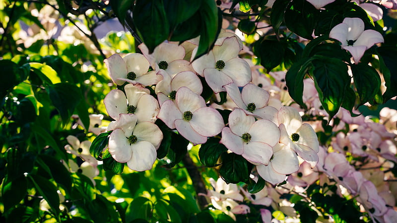 Bush Dogwood Blossom Flowers, HD wallpaper