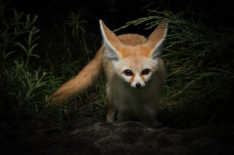 Animal, Fennec Fox, Fox, Wildlife, HD wallpaper