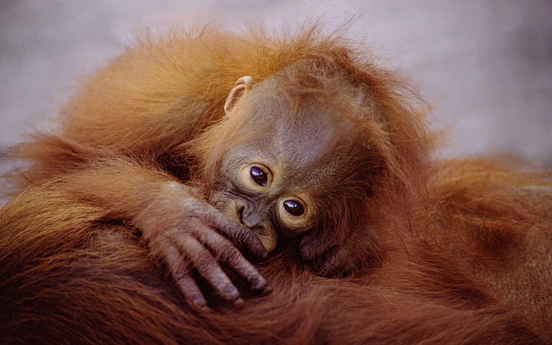Baby Orangutan, cute, orangutan, wild, nature, baby, animal, africa, sweet, HD wallpaper