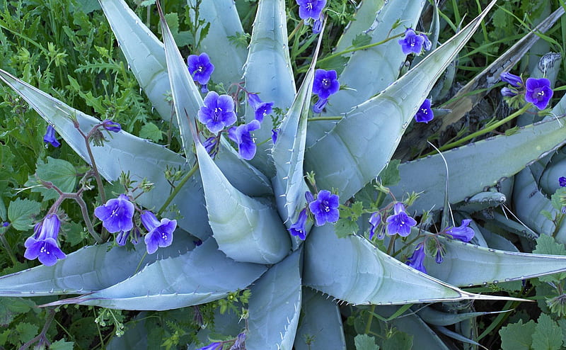 Cactus y flores azules, plantas, cactus, flores, azul, naturaleza, Fondo de  pantalla HD | Peakpx