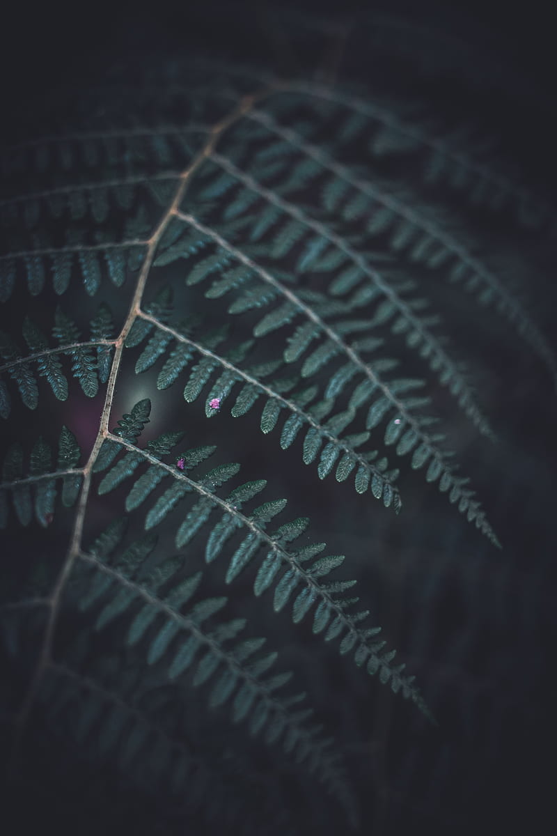 5K free download | fern plants, HD phone wallpaper | Peakpx