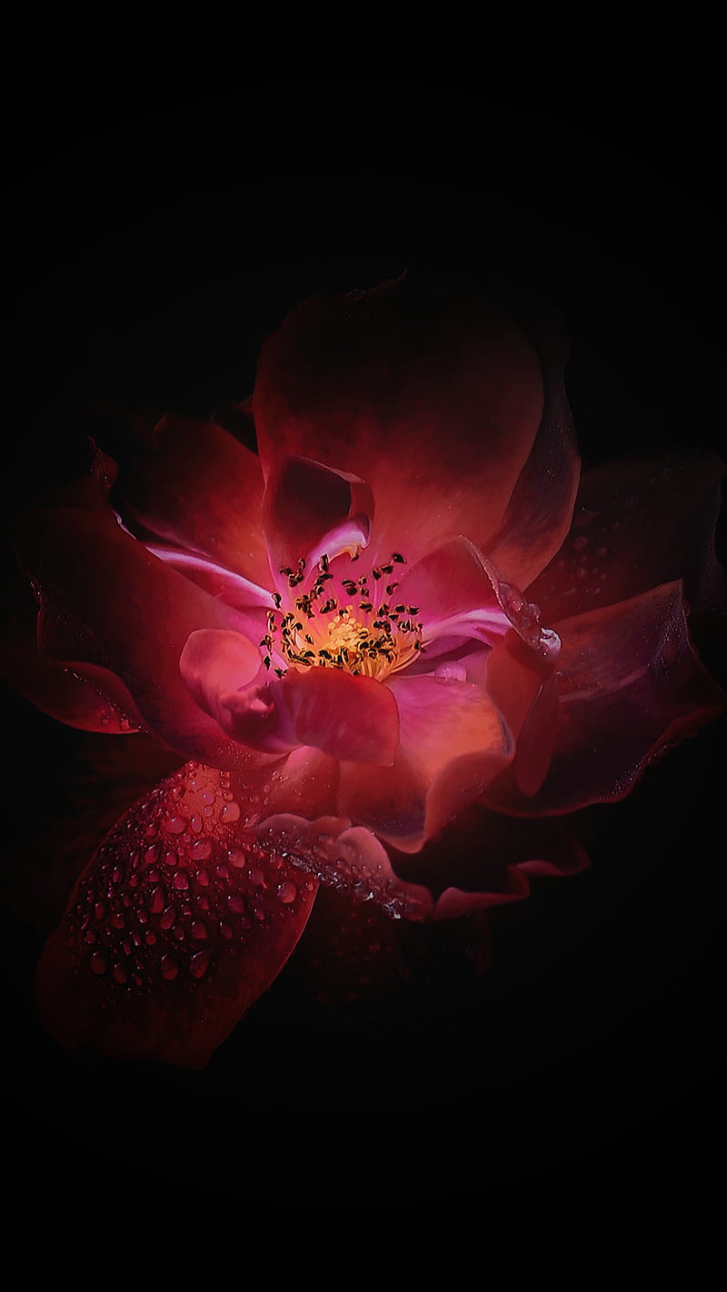 Red flower, nature, single, waterdrops, HD phone wallpaper
