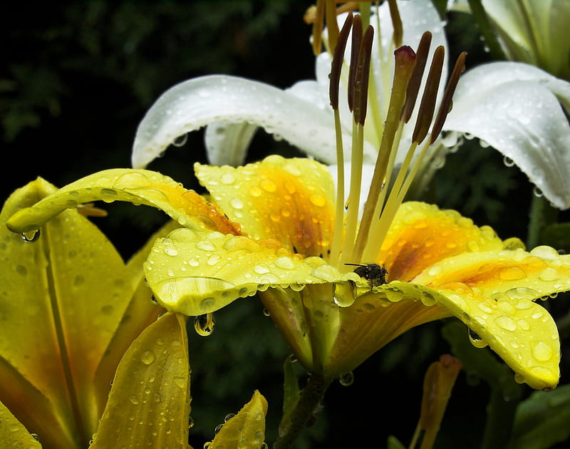 Drops on lily, background, colors, lilies, pure, yellow, bonito, drops, summer, flowers, lily, beauty, nature, white, HD wallpaper