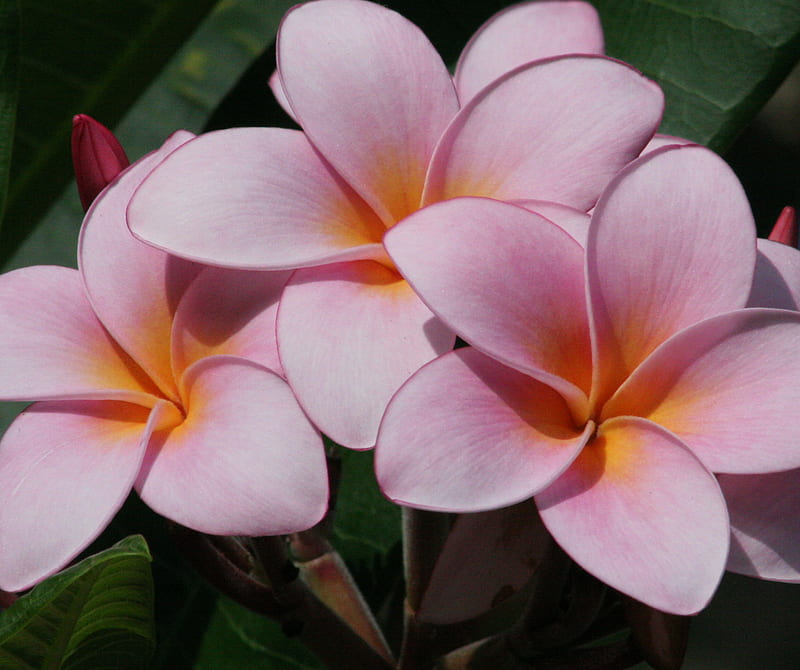 Hawaii Flowers, colorful, flower, pink, plumeria, HD wallpaper | Peakpx