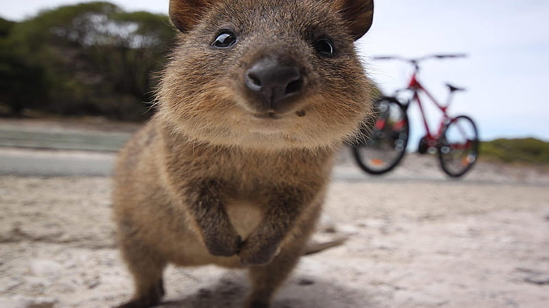 Quokka, Mainly nocturnal, About the size of a cat, Genus Setonix, Small macropod, Herbivorous, HD wallpaper