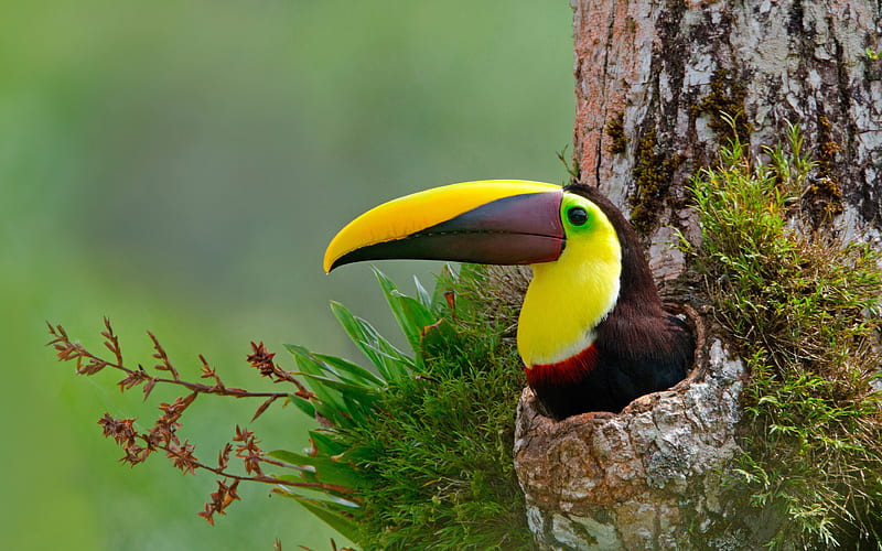 Toucan Jungle Costa Rica 2020 Bing, HD wallpaper