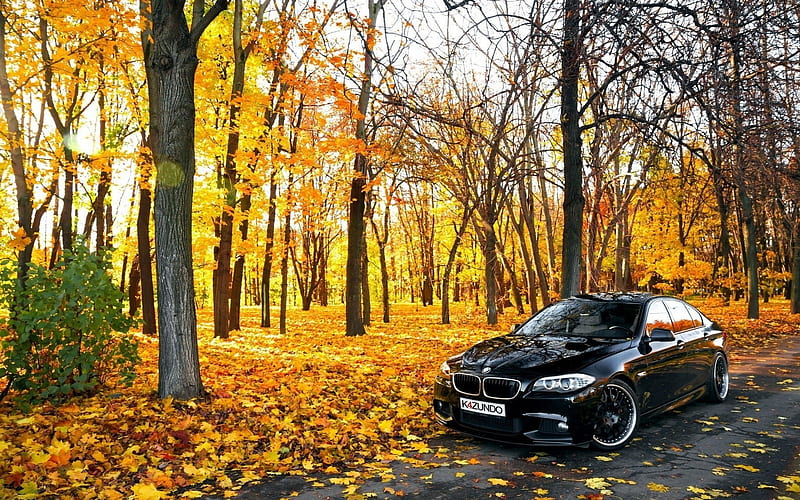 Black BMW In Forest, forest, autumn, carros, black, bmw, HD wallpaper