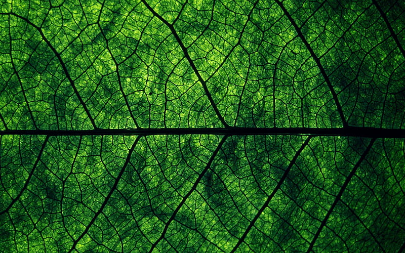 Green Leaf Aesthetic Dark Leaves Aesthetic HD phone wallpaper  Pxfuel