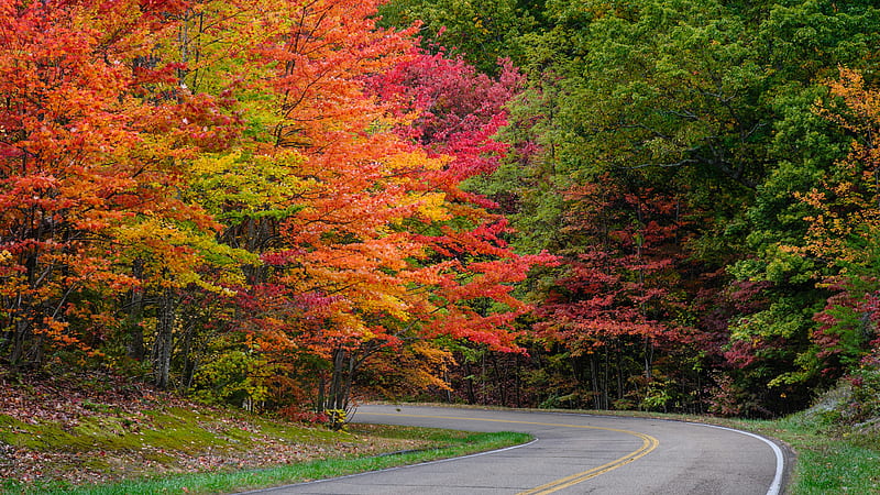 Road Between Trees With Colorful Leaves Nature, HD wallpaper