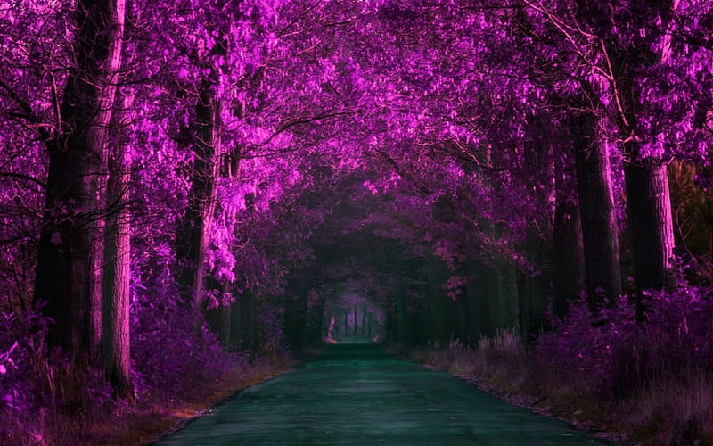 Beautiful path, path, tree, nature, road, HD wallpaper | Peakpx