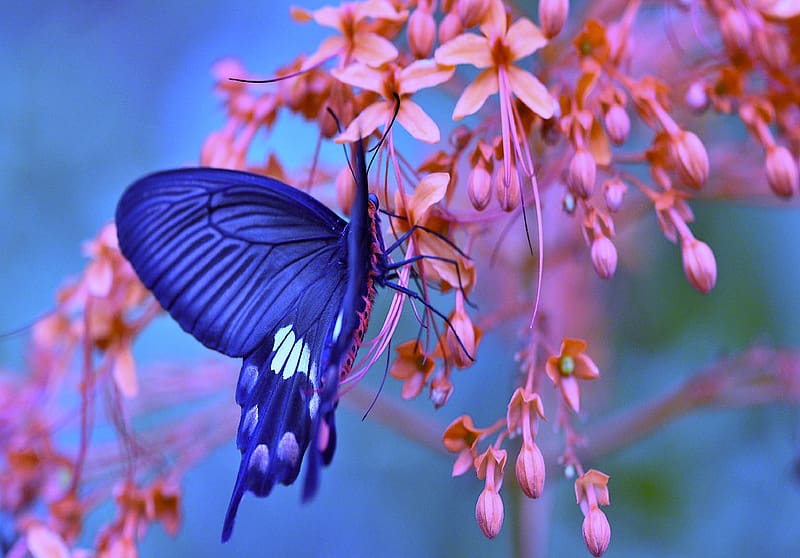 Blue butterfly, blue, branch, pink, butterfly, abstract, blossoms ...