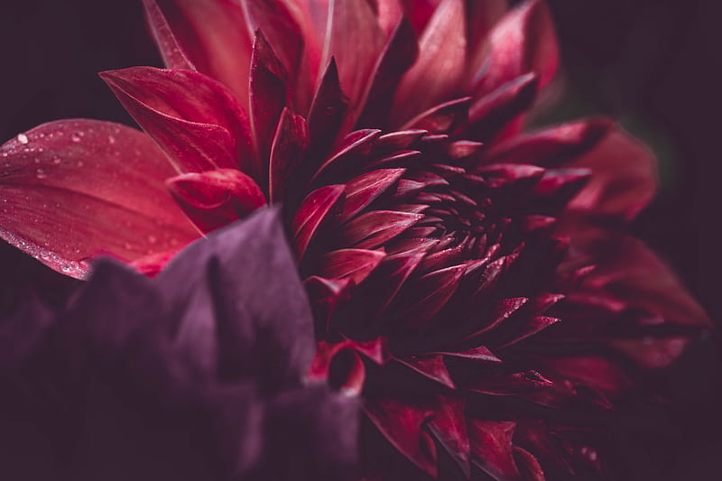 red flower in macro lens, HD wallpaper