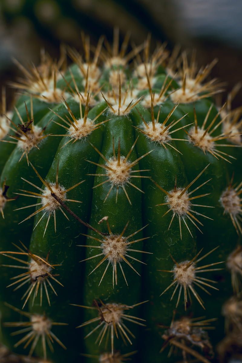 cactus, succulent, prickly, thorns, macro, HD phone wallpaper