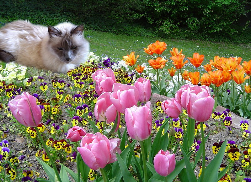 Puss and blooms, grass, orange, lying, siamese, flowers, cat, pink, HD wallpaper