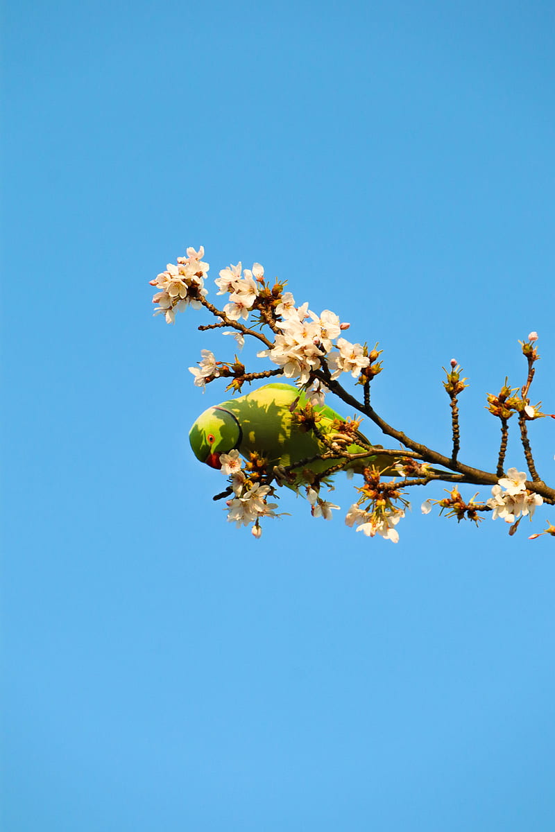 parrot, bird, branches, flowers, HD phone wallpaper