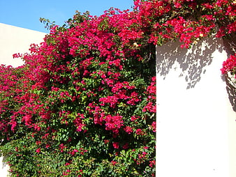 HD bougainvilles wallpapers | Peakpx