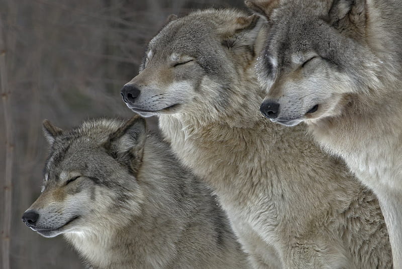Animal, Wolf, Gray Wolf, HD wallpaper