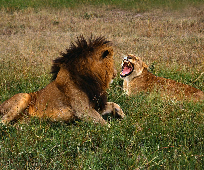 Newly Married, animals, funny, lions, HD wallpaper