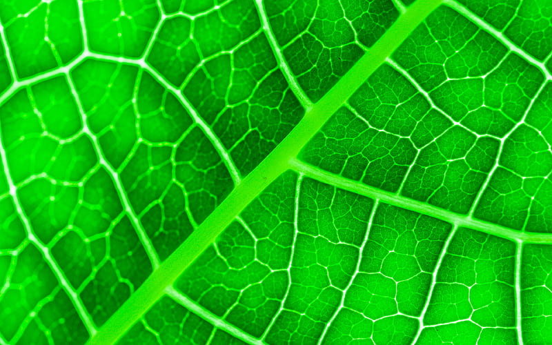 green leaves texture close-up, leaves, leaves texture, green leaves, green leaf, macro, leaf pattern, leaf textures, HD wallpaper