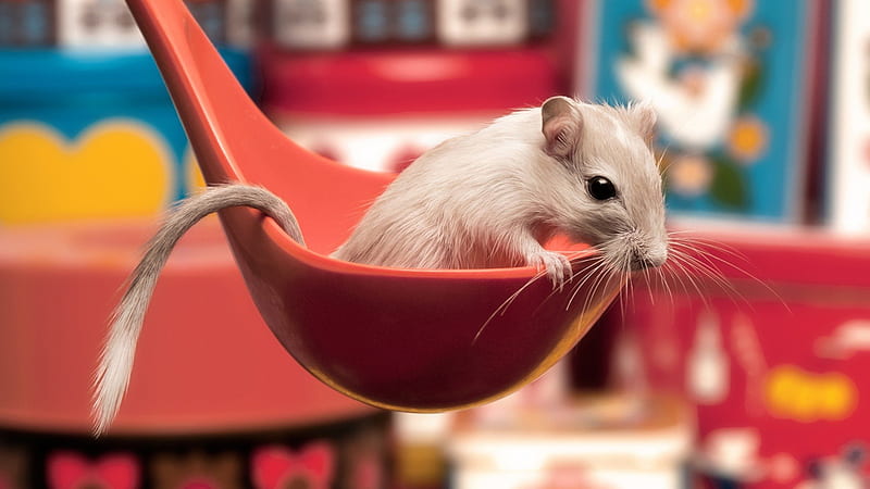 Take a Mouseful...:), lovely, kitchen, ladle, animal, HD wallpaper