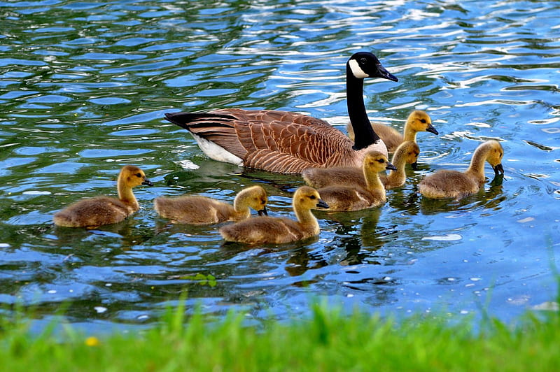 Goose-and-Goslings, Bonito, Goose, Goslings, HD Wallpaper | Peakpx