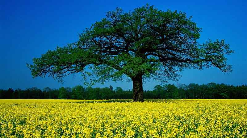 Rapeseed Field and Tree, nature, fields, trees, rapeseed, HD wallpaper