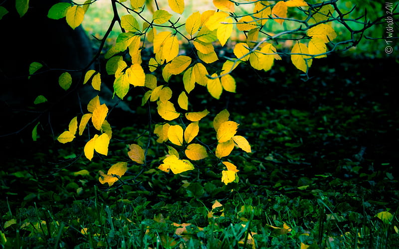 autumn yellow flowers-, HD wallpaper