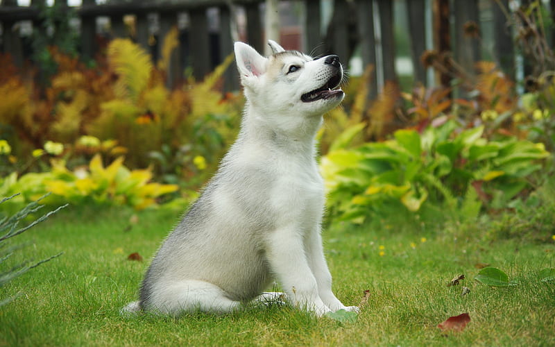 Siberian Husky, small white puppy, small dog, dog breeds, pets, green grass, HD wallpaper