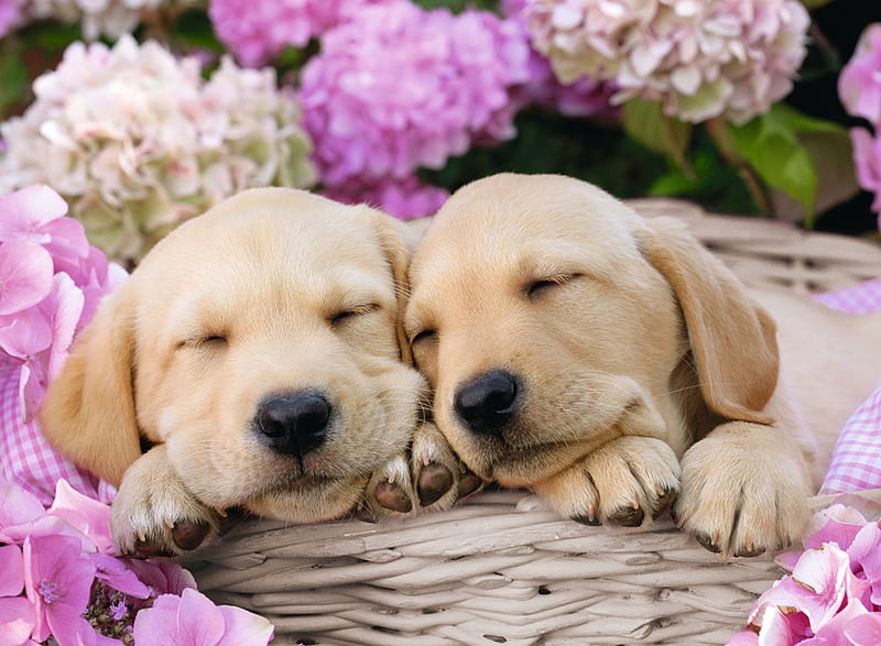 pink, couple, puppy, dog, sleep, hydrangea, caine, paw, sweet, cute, basket, flower, HD wallpaper