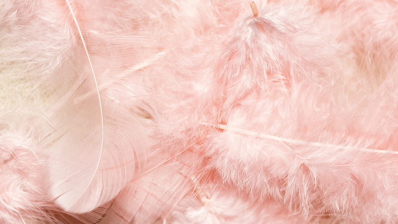White and Pink Fur Textile, HD wallpaper