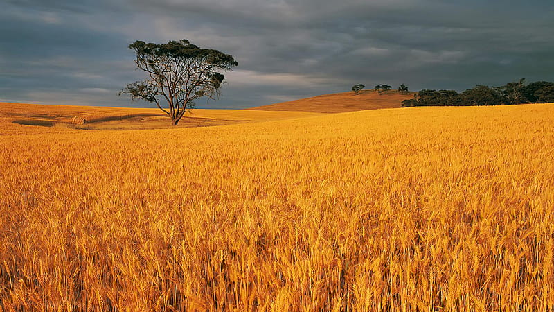 Harvest Time, fall, autumn, harvest, wheat, bounty, bonito, sky, clouds, tree, summer, season, field, crops, HD wallpaper
