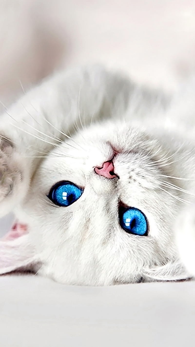 White kitten, cat, cute, HD phone wallpaper