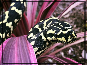 serpent python, serpent, nature, python, Fond d'écran HD