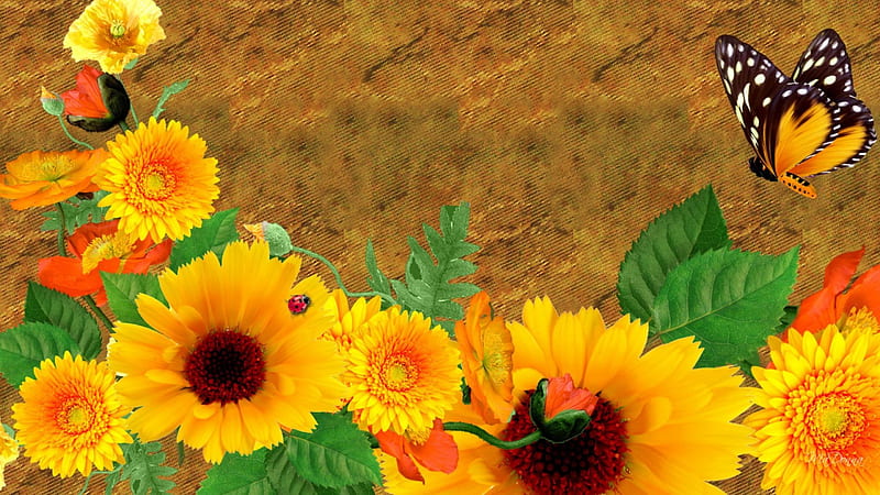 Fall Floral Grunge, fall, flowers, autumn, chrysanthemum, mums, abstract, grunge, gold, butterfly, sunflowers, amber, texture, summer, papillon, flowers, garden, HD wallpaper