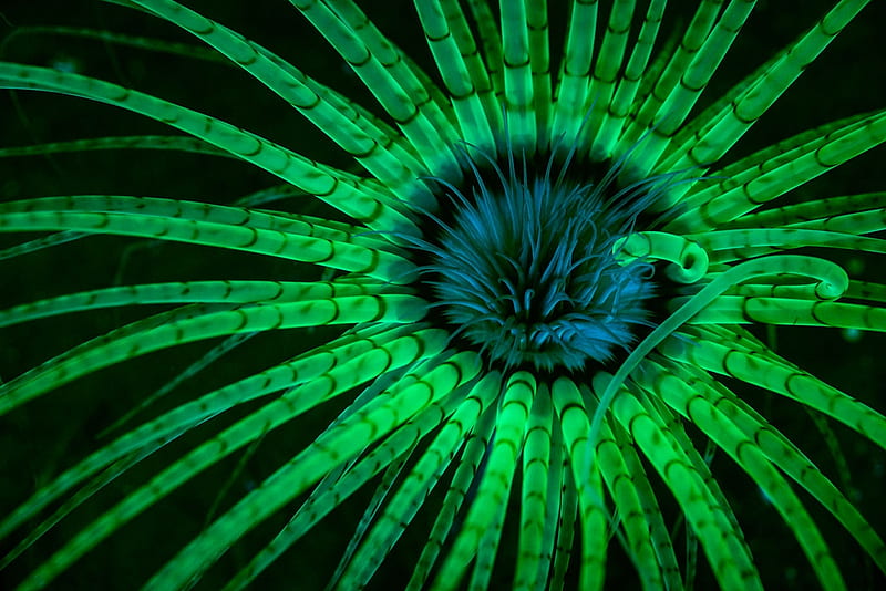 Fluorescent anenome, Tube dwelling anenome, Clear tentacles, Washington, HD wallpaper