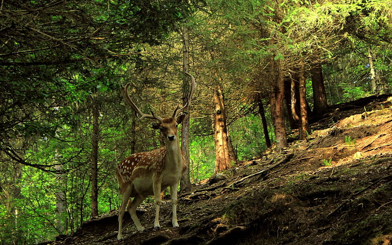 Curious Deer, antlers, woods, nature, hill, deer, HD wallpaper