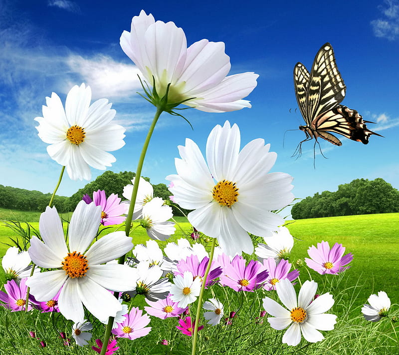 Spring Meadow, butterfly, daisy, flowers, HD wallpaper