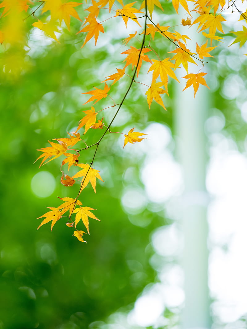 leaves, nature, twigs, green, HD phone wallpaper