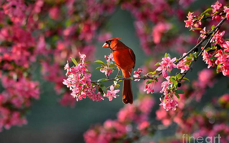 Cardinal, red, bird, animal, HD wallpaper