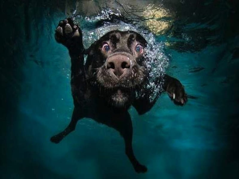 Dog Underwater, under water, cute, goofy, swim, pool, dog, HD wallpaper