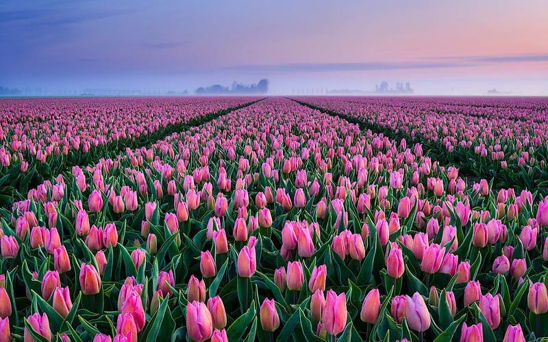 pink tulips, wildflowers pink flowers, evening, sunset, tulip field, Netherlands, spring, HD wallpaper
