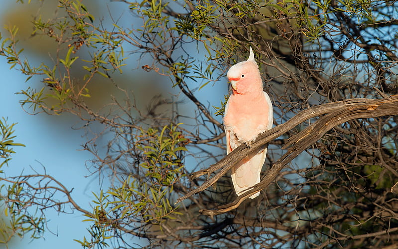 Galah, pink cockatoo, pink parrot, Australia, beautiful bird, pink birds, HD wallpaper