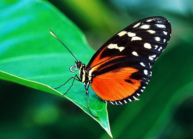 Red Pierrot, butterfly, orange, black, white, leaf, HD wallpaper | Peakpx